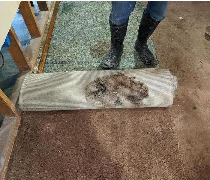 moldy carpet